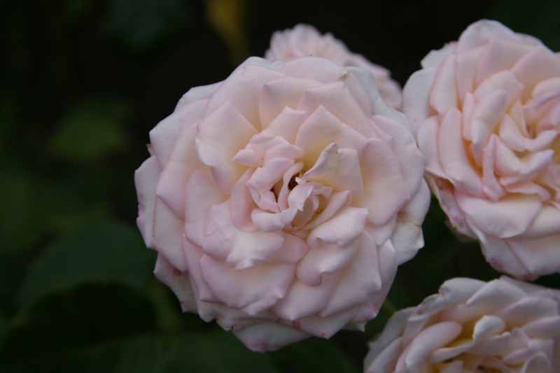 Nieuw-Zeeland 2011 - 2155